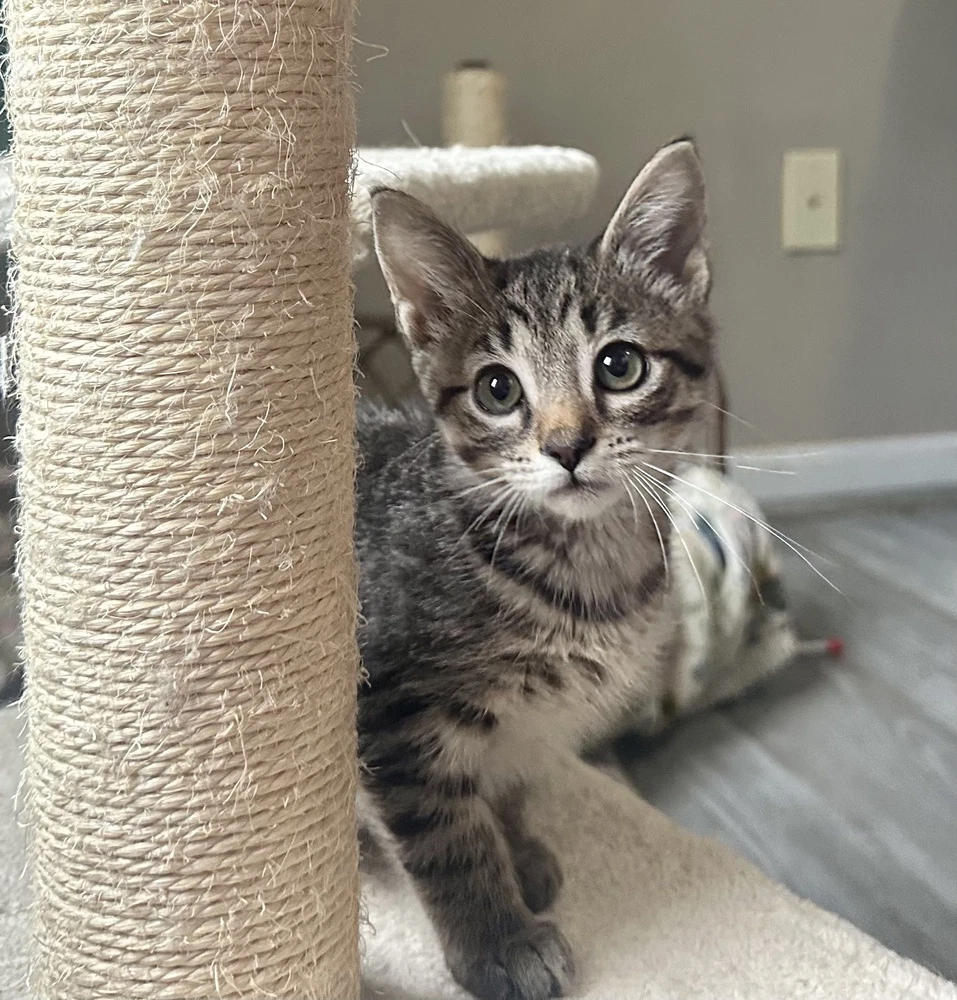 Star Kitties  Tatum