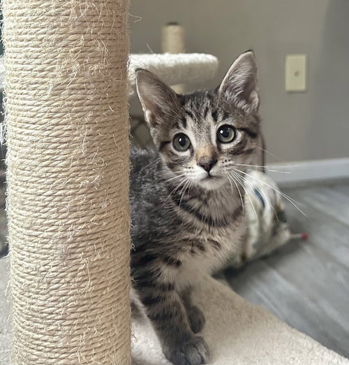 5 Star Kitties : Tatum, a cat for adoption from Stray Haven Inc