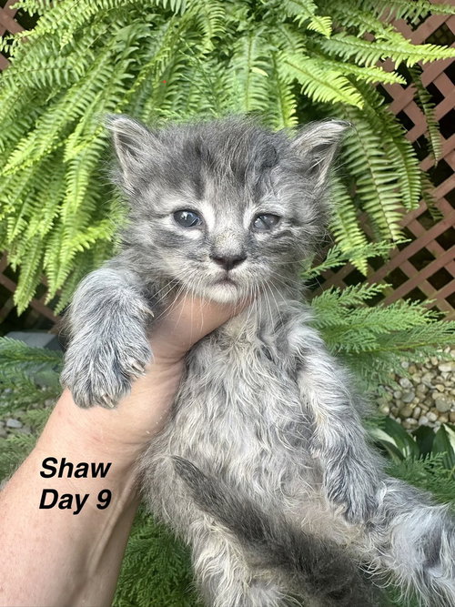 Photo 2 of 5 Star Kitties : Shaw
