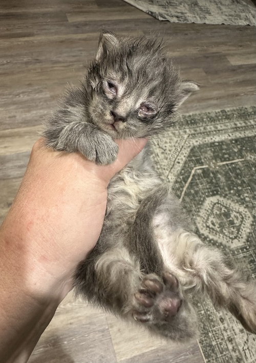 Photo 4 of 5 Star Kitties : Shaw