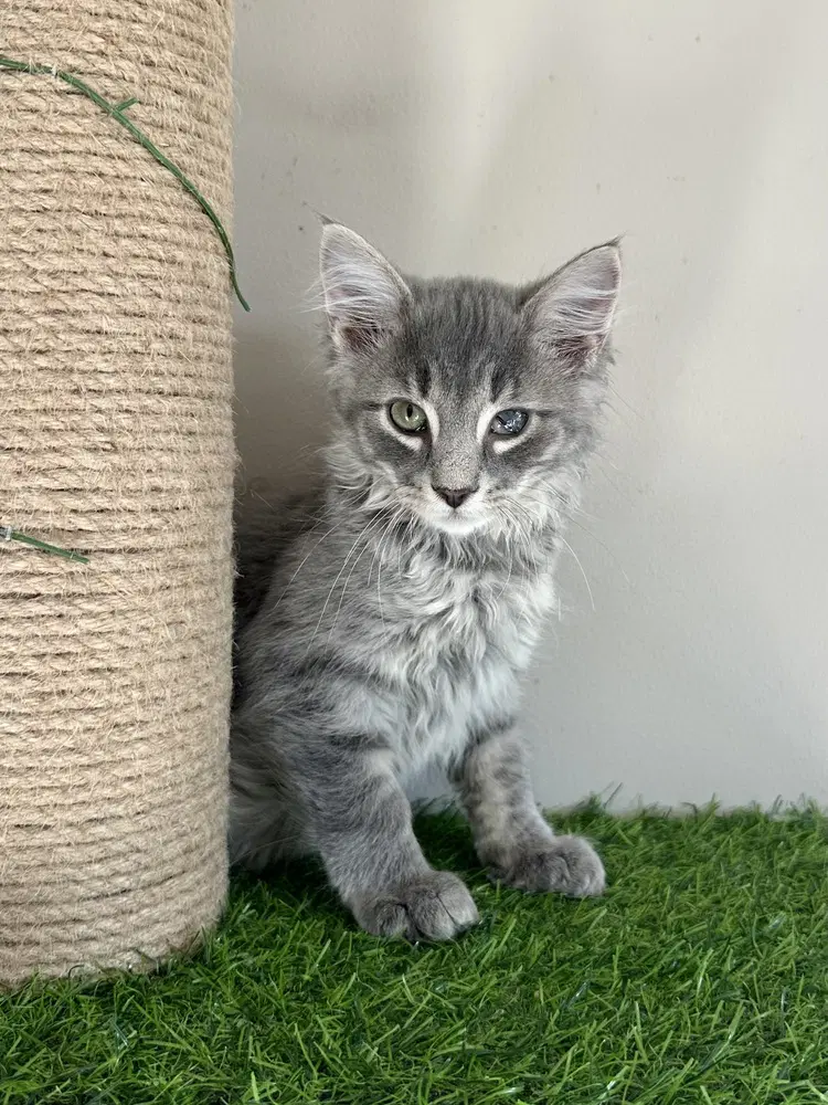 Star Kitties  Shaw - Domestic Long Hair