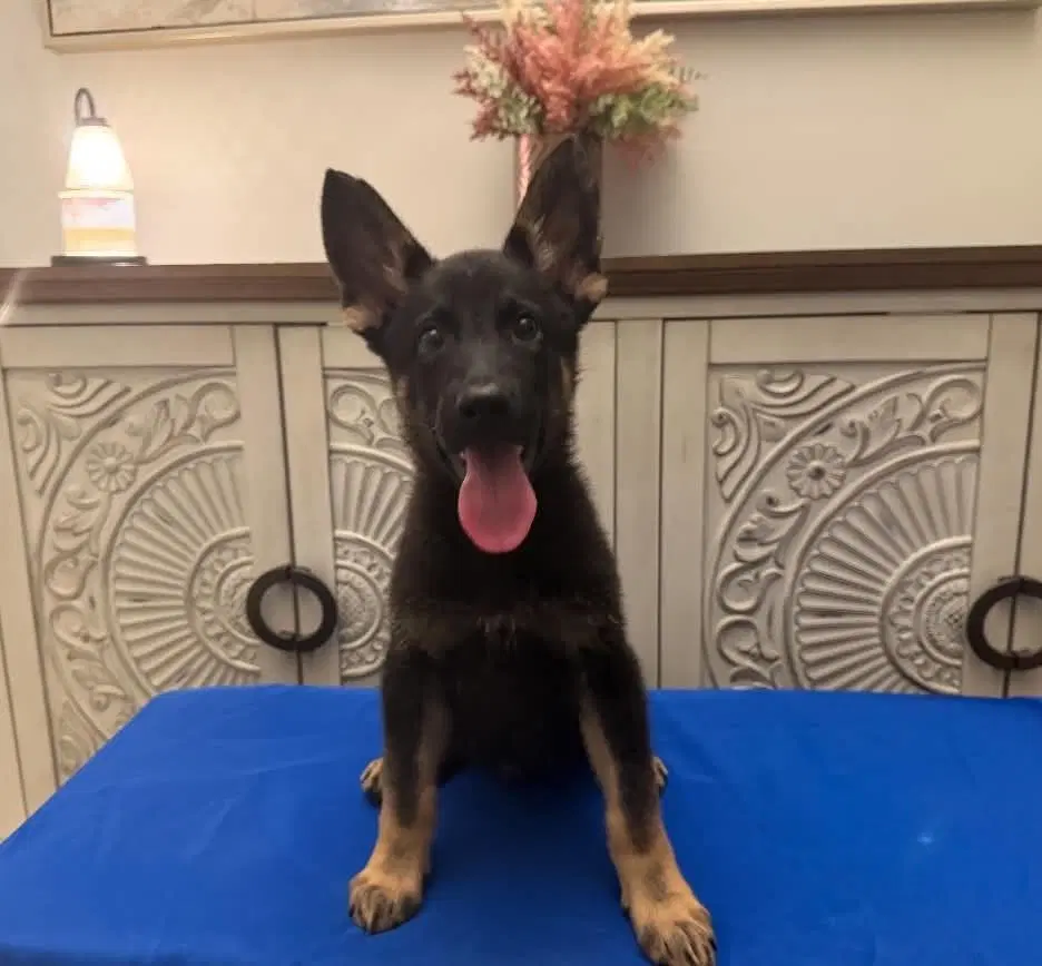 Marvel Bros  Thor - German Shepherd Dog