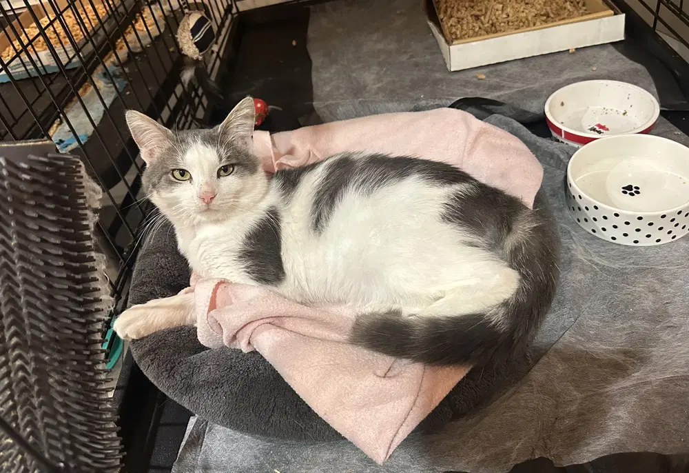 Tommy Grey - Domestic Short Hair