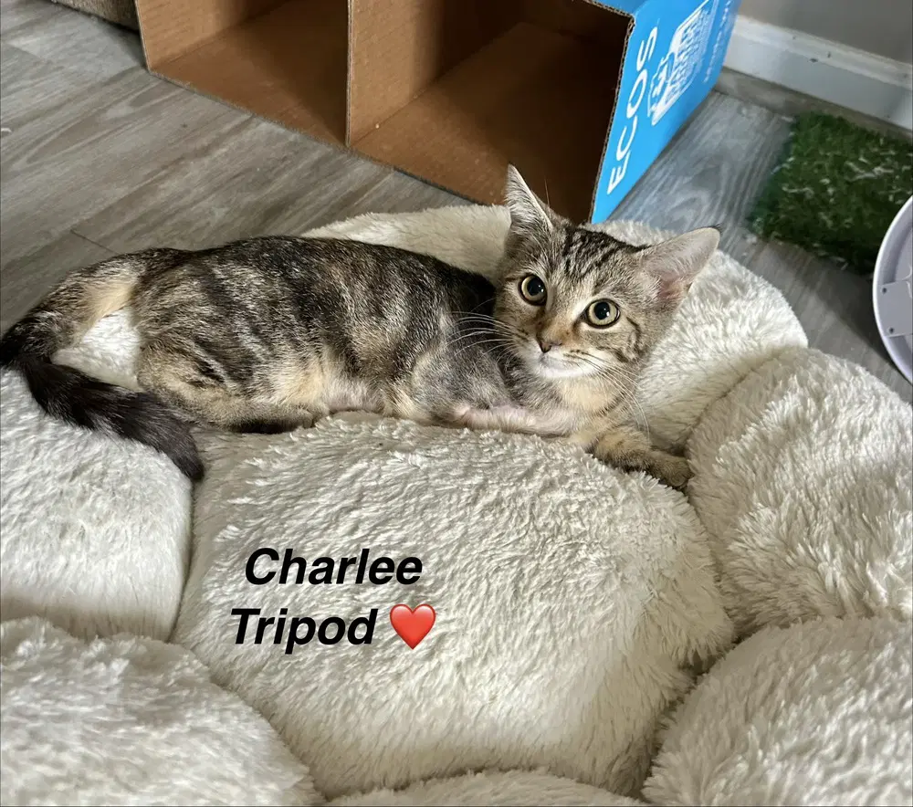 Charlee Girl image 1