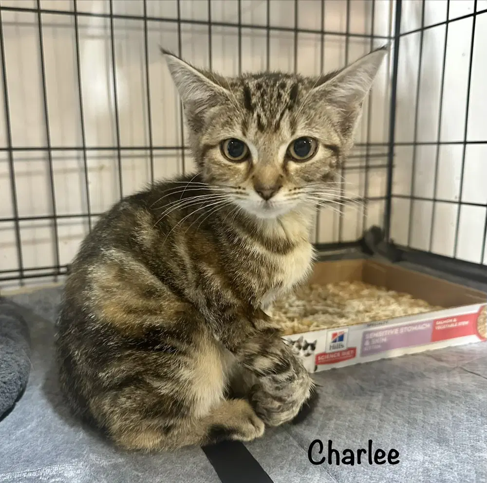 Charlee Girl image 2