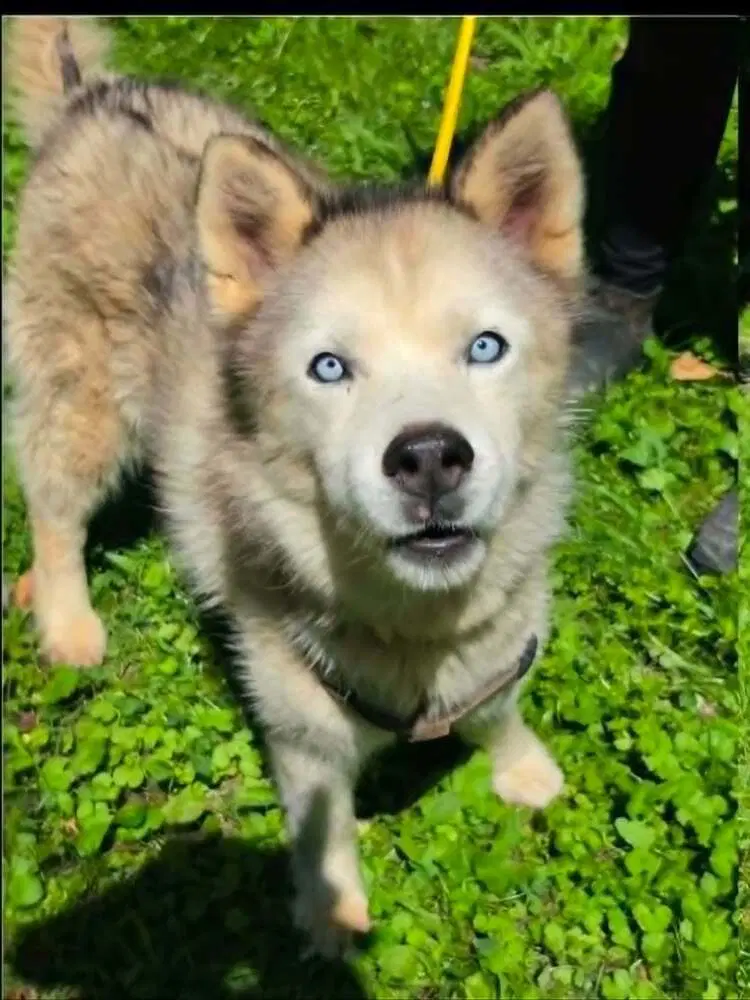 Maya - Husky