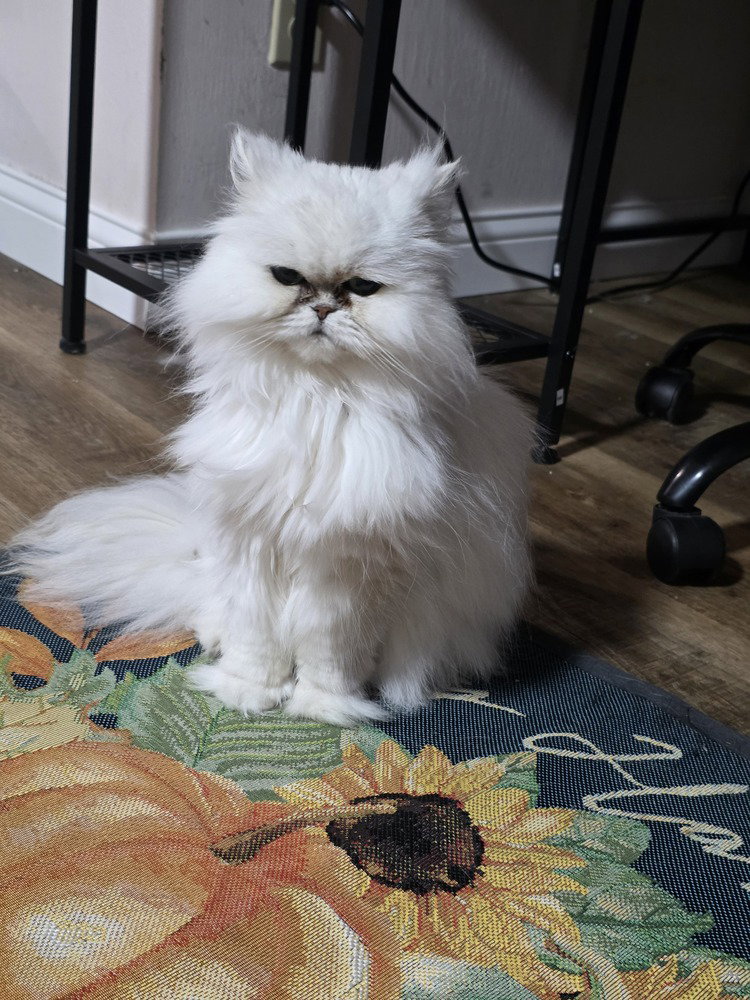 Kiki Diva