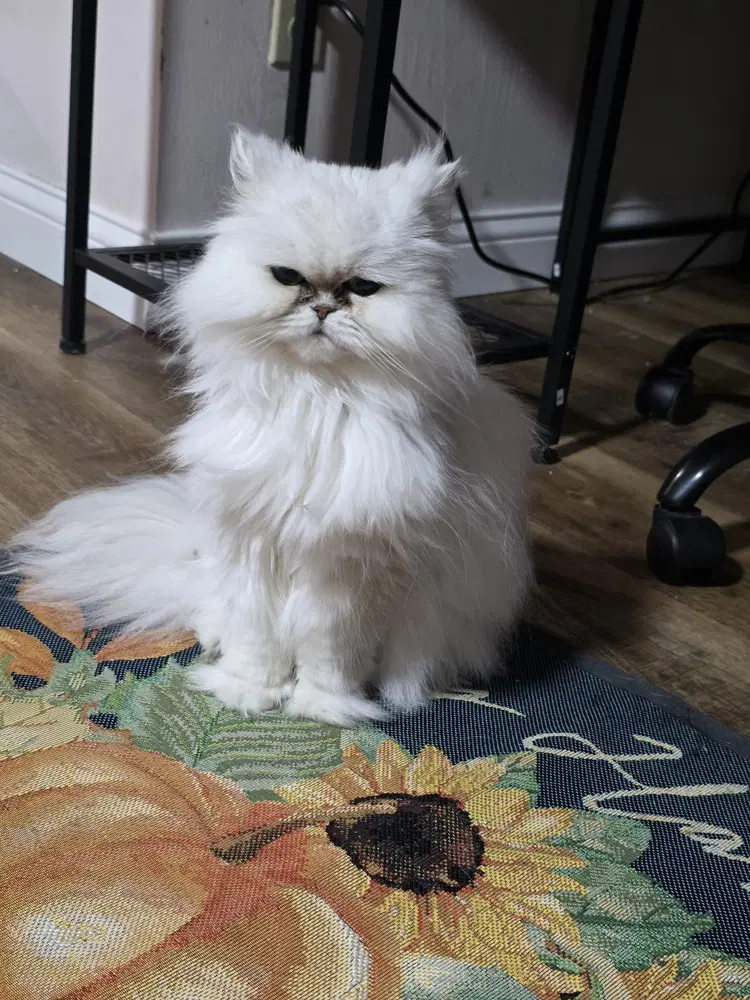 Kiki Diva - Persian