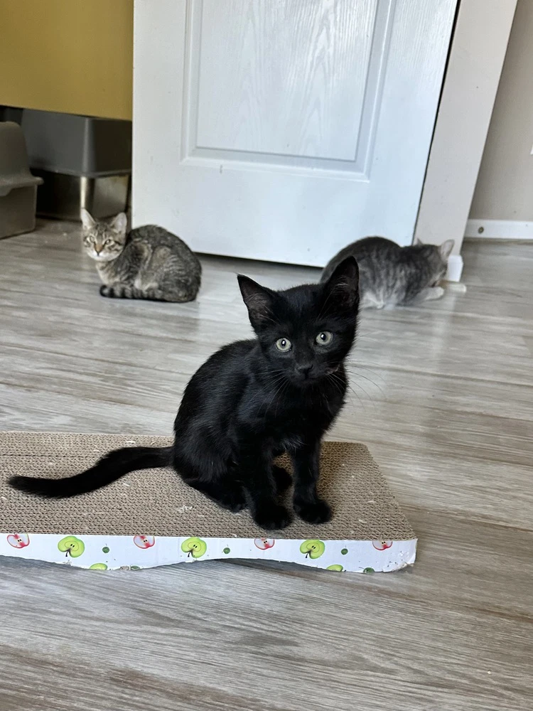 Julia Kitty