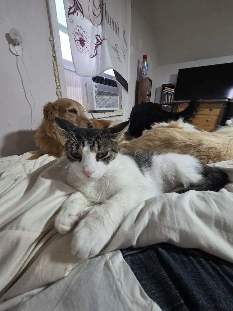 Hyde Kitty image 1