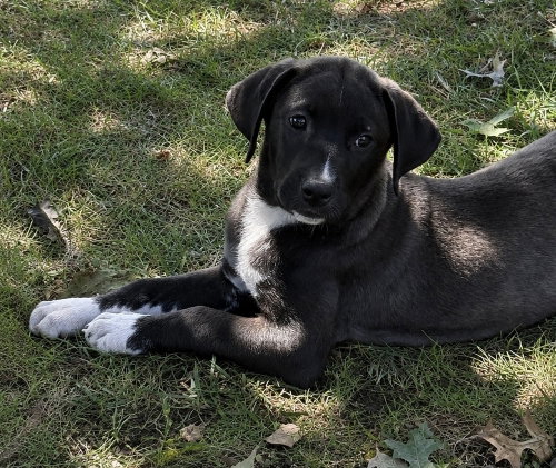 picture of the dog needing adoption