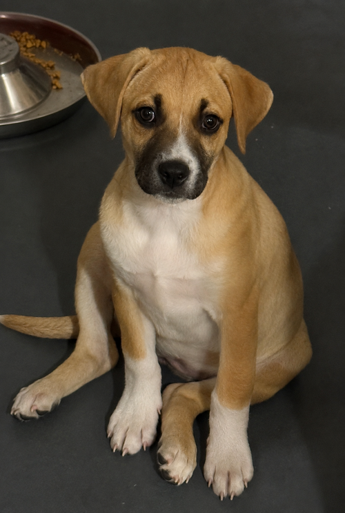 picture of the dog needing adoption