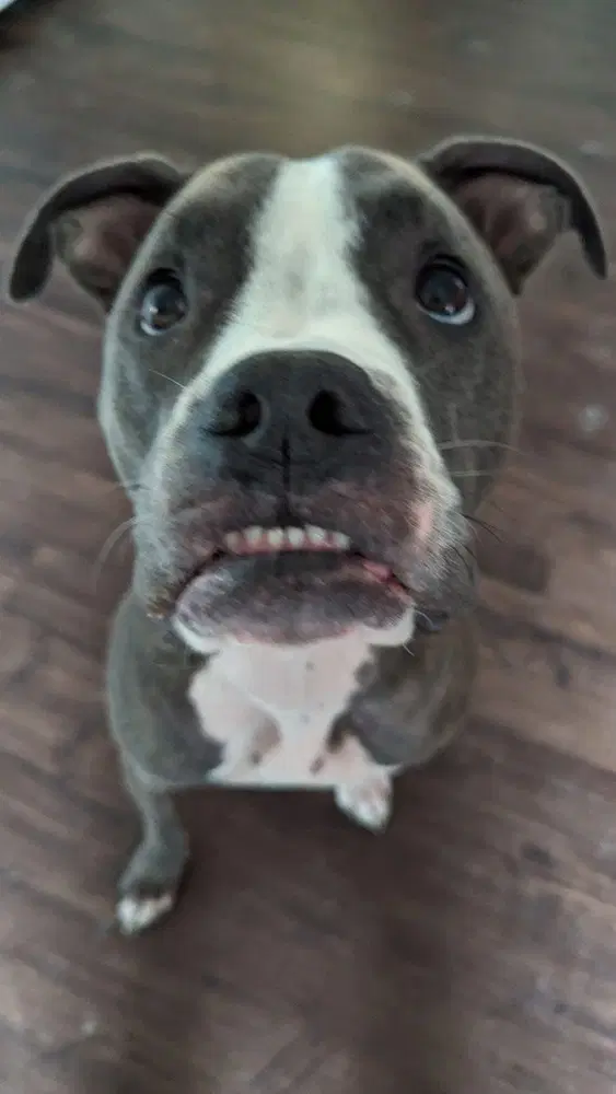 Cdruger - Blue American Staffordshire Terrier