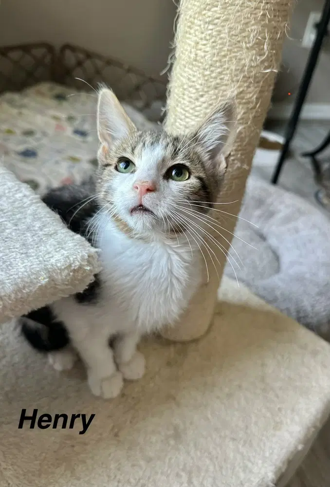 Henry Kitty - Domestic Short Hair