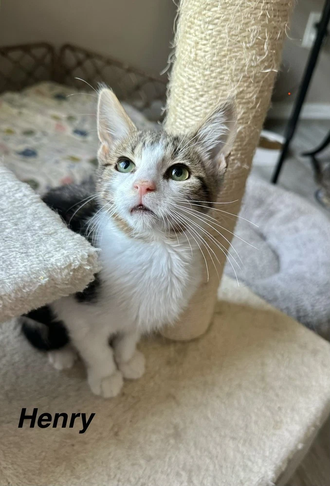 Henry Kitty
