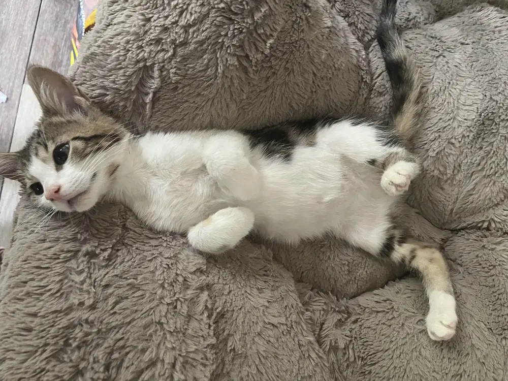 Henry Kitty image 2