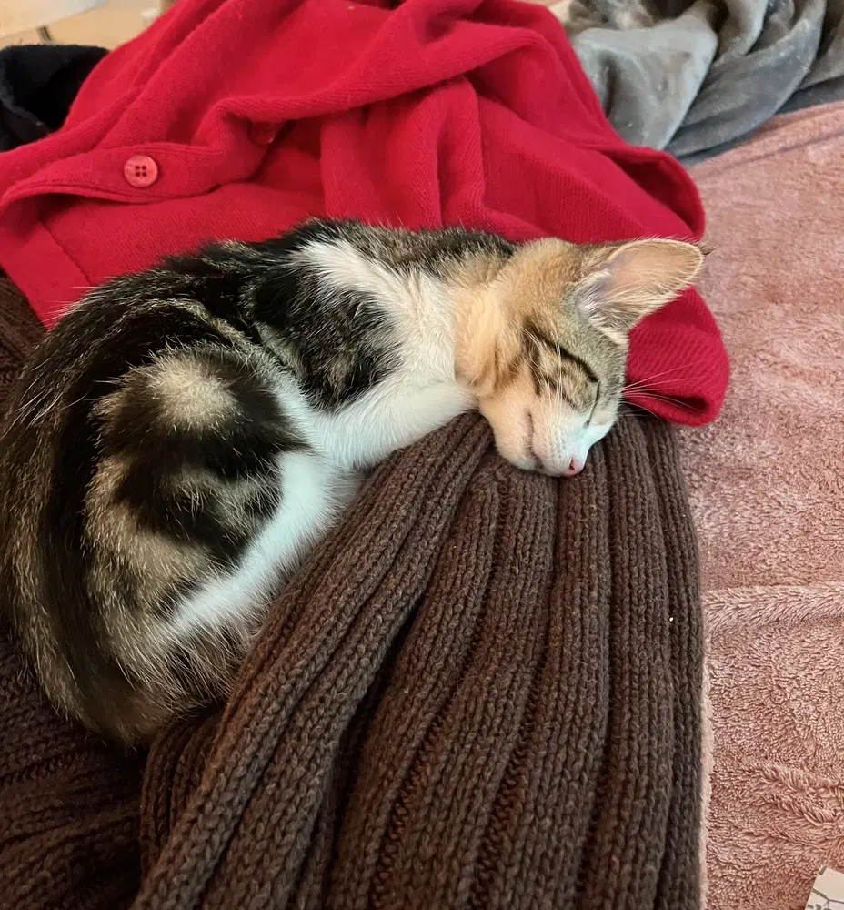Henry Kitty image 3