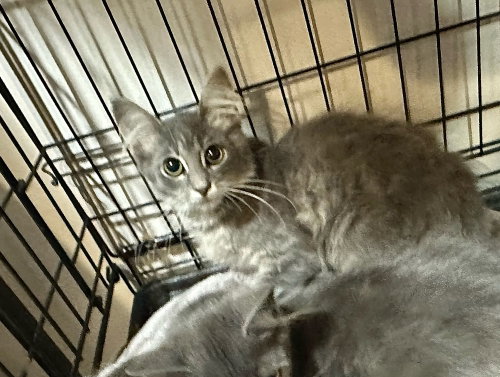 picture of the cat needing adoption