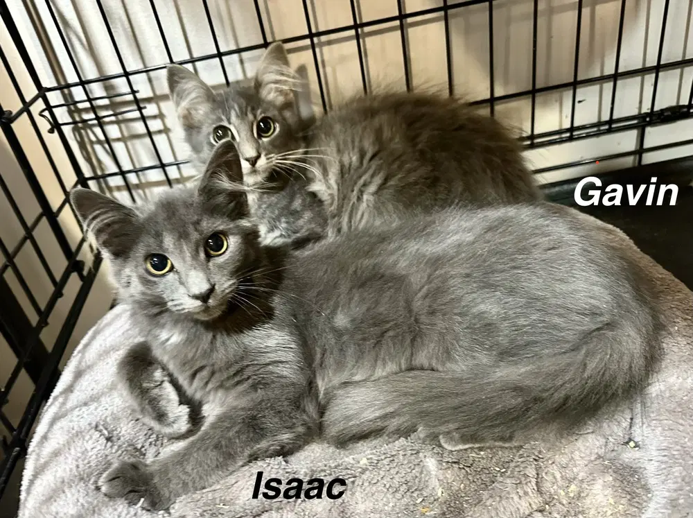 Shels  Isaac - Domestic Medium Hair