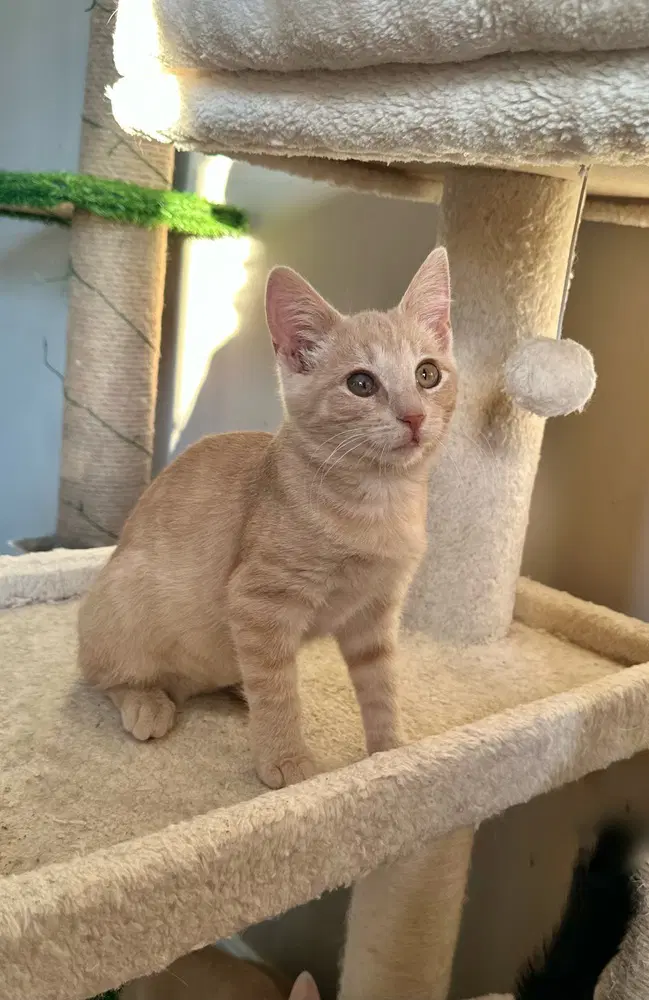Shels  Sunny - Domestic Short Hair
