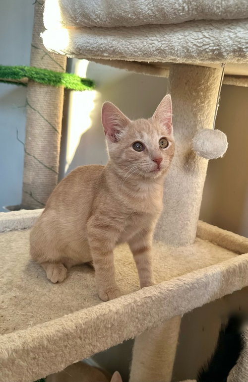 picture of the cat needing adoption
