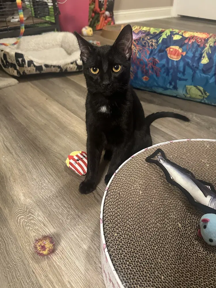 Melody Cats  Blues - Domestic Short Hair