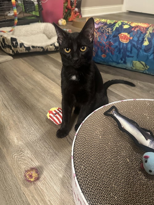 picture of the cat needing adoption