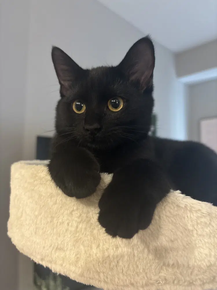 Melody Cats  Serenade - Domestic Short Hair