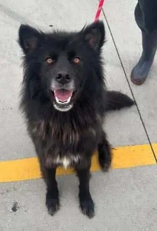 Tucker Boy - German Shepherd Dog