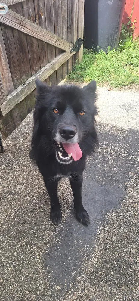 Tucker Boy - German Shepherd Dog