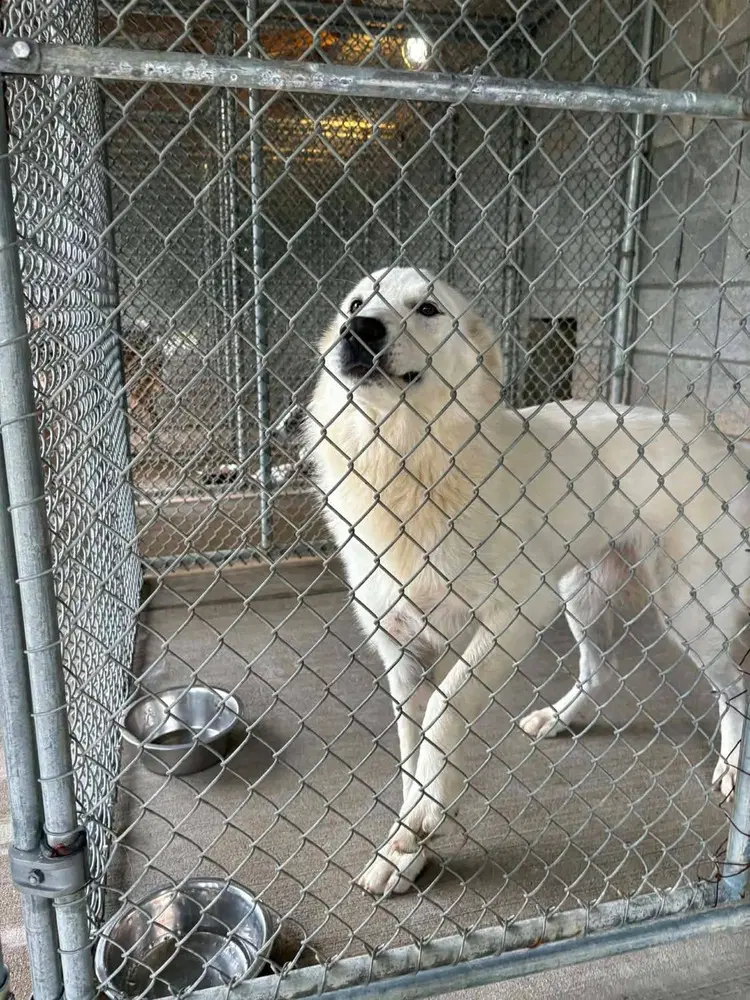 Aspen Eloise - Great Pyrenees