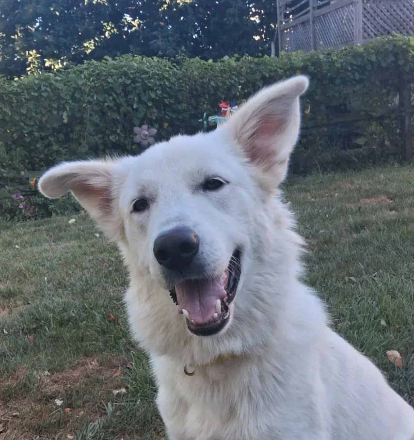 Aspen Eloise - Great Pyrenees