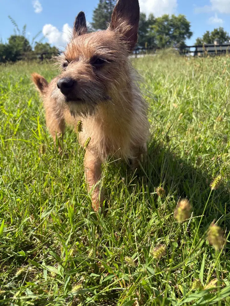 Yoda Yama - Terrier