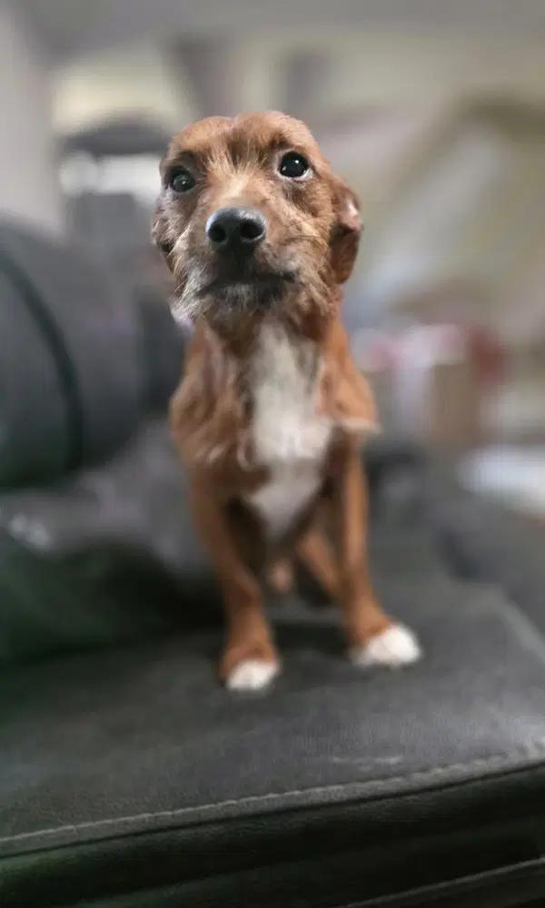 Just Jett - Dachshund