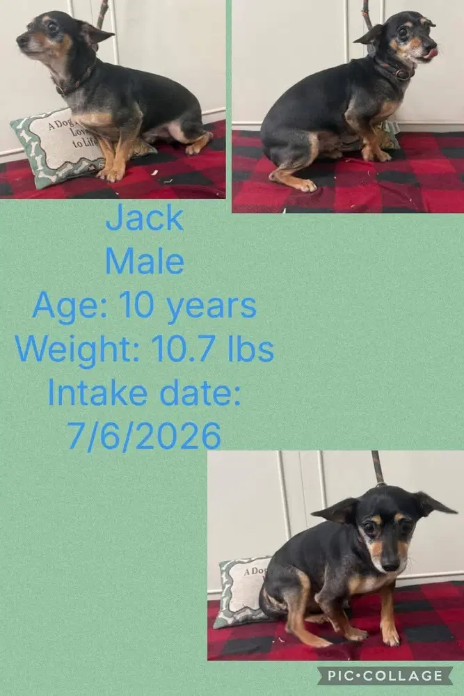 Just Jack image 3