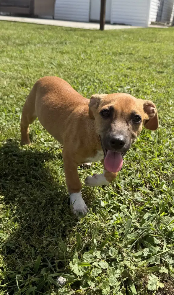Srv Maya Empire  Judd - Dachshund