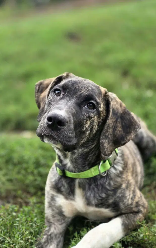 Beloved Babes  Becky - Boxer