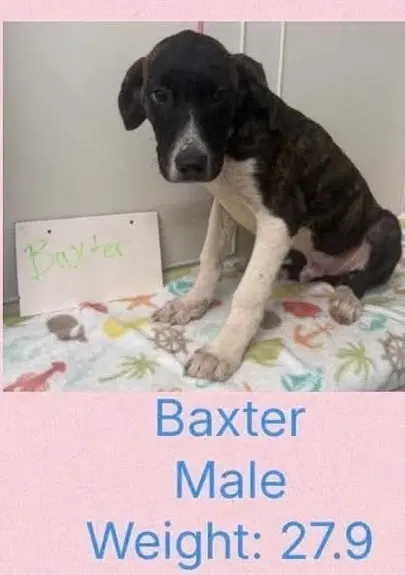 Beloved Babes  Baxter image 2