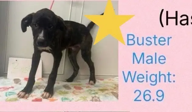 Beloved Babes  Buster - Boxer