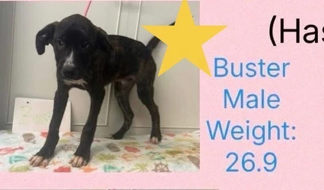 Beloved Babes  Buster