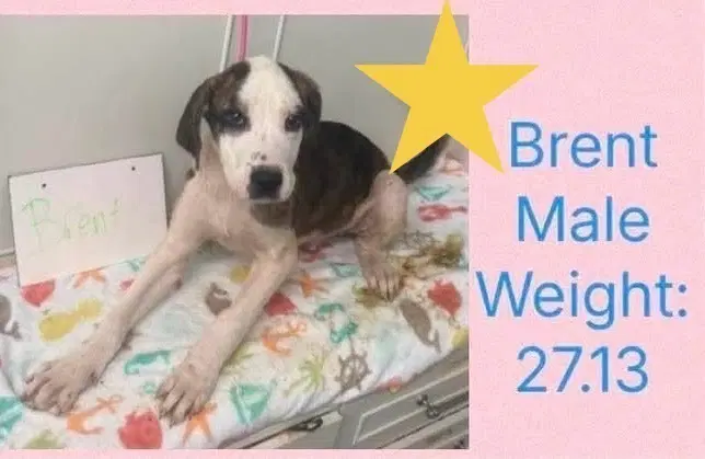 Beloved Babes  Brent - Boxer