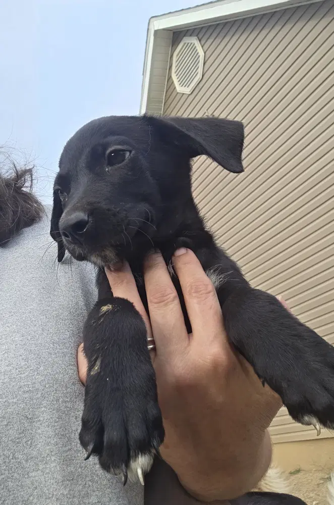 Srv Maya Empire  Stephenie - Dachshund