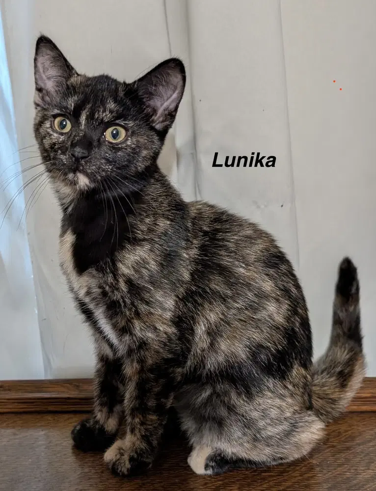 Moon Kitties  Lunika - Domestic Short Hair
