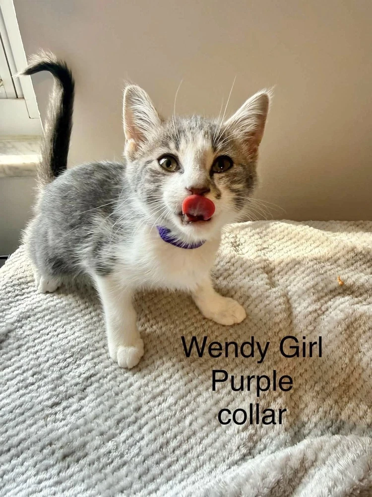 Neverland Kitties  Wendy