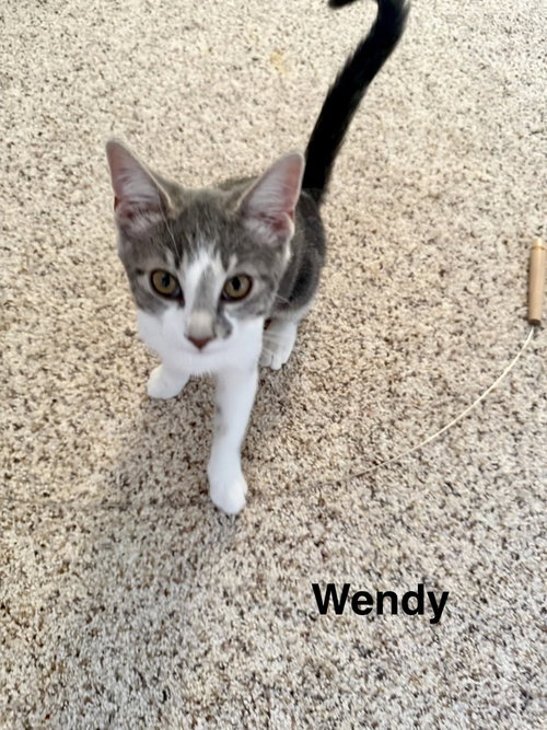 Neverland Kitties : Wendy, a cat for adoption from Stray Haven Inc