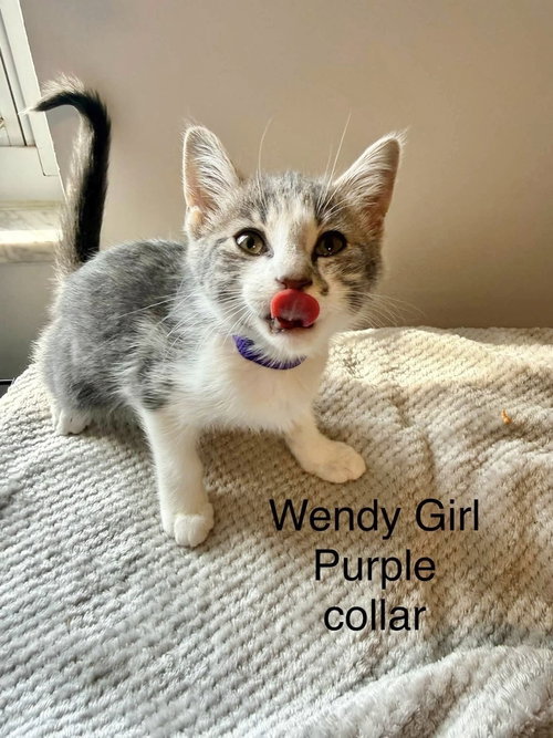 Photo 2 of Neverland Kitties : Wendy