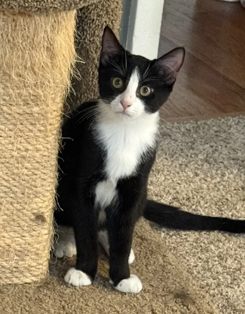 J Cats  Jagger - Domestic Short Hair