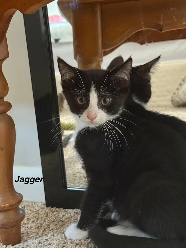 J Cats  Jagger image 2