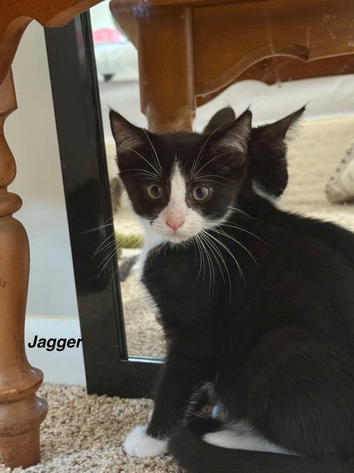 Photo 2 of J Cats : Jagger