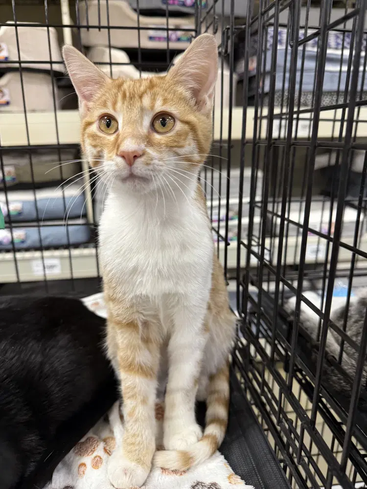 J Cats  Jake - Domestic Short Hair